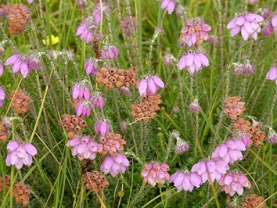 dophei, Schiermonnikoog (foto: Frode Nagel)