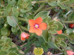 rood guichelheil (foto: Wikipedia)