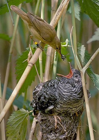 koekoeksjong (foto: Wikipedia)