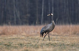 kraanvogel (foto: Wikipedia)