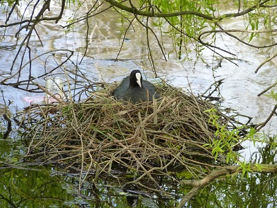 meerkoet (foto: Frode Nagel)