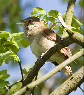 nachtegaal (foto: Wikipedia)