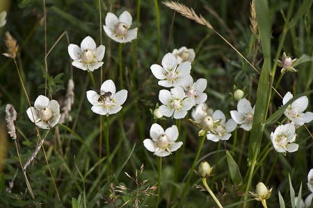 parnassia (foto: Hugo van der Brugge)