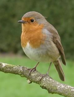 roodborst (foto: Wikipedia)