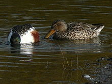 Slobeenden (foto: Wikipedia)