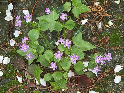 roze winterpostelein (foto: Wikipedia)