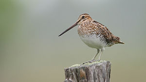 watersnip (foto: Wikipedia)