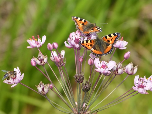 zwanenbloem met twee kleine vossen (foto: Lous Leipheimer)