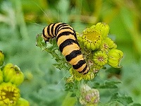zebrarups (foto: Frode Nagel)